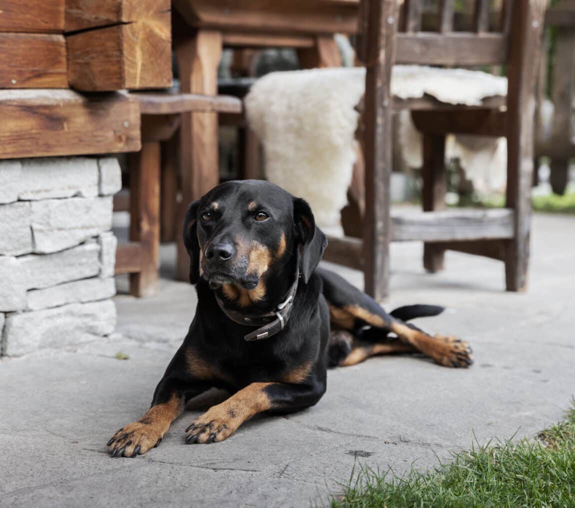 Urlaub mit Hund in Großarl