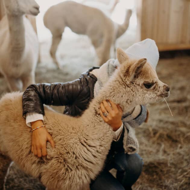 Alpaka Wanderungen